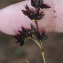 Juncus heterophyllus Léon DufourJuncus heterophyllus Léon Dufour
