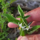Solanum chenopodioides Lam.Solanum chenopodioides Lam.