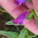 Echium rosulatum LangeEchium rosulatum Lange