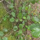 Alnus glutinosa (L.) Gaertn.Alnus glutinosa (L.) Gaertn.