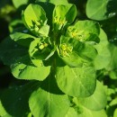 Euphorbia helioscopia  L.Euphorbia helioscopia  L.