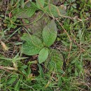 Pulicaria odora (L.) Reichenb.Pulicaria odora (L.) Reichenb.