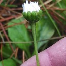 Bellis perennis L.Bellis perennis L.