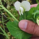 Pisum sativum L.Pisum sativum L.