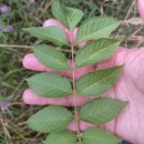 Fraxinus excelsior L.Fraxinus excelsior L.