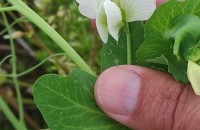 Pisum sativum L.Pisum sativum L.