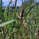 Typha latifolia L.Typha latifolia L.