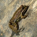 Pelophylax perezi (López-Seoane, 1885)Pelophylax perezi (López-Seoane, 1885)