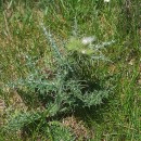 Carduus asturicus FrancoCarduus asturicus Franco