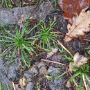 Plantago coronopus L.Plantago coronopus L.