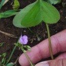 Oxalis latifolia KunthOxalis latifolia Kunth