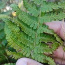 Dryopteris filix-mas (L.) SchottDryopteris filix-mas (L.) Schott