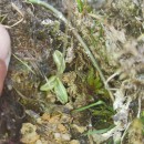 Pinguicula lusitanica L.Pinguicula lusitanica L.