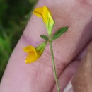 Lotus subbiflorus Lag.Lotus subbiflorus Lag.