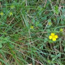 Potentilla erecta (L.) Raeusch.Potentilla erecta (L.) Raeusch.