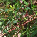 Hypericum pulchrum L.Hypericum pulchrum L.
