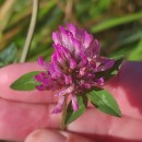Trifolium pratense L.Trifolium pratense L.
