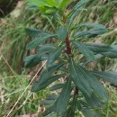 Euphorbia amygdaloides L.Euphorbia amygdaloides L.