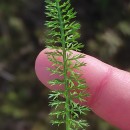 Achillea millefolium L.Achillea millefolium L.