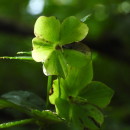 Helleborus viridis  L.Helleborus viridis  L.