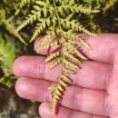Asplenium onopteris L.Asplenium onopteris L.