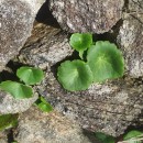 Umbilicus rupestris (Salisb.) DandyUmbilicus rupestris (Salisb.) Dandy