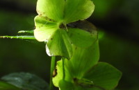 Helleborus viridis L.Helleborus viridis L.