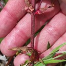 Epilobium tetragonum  L.Epilobium tetragonum  L.