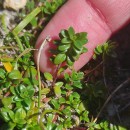 Thymus longicaulis C. PreslThymus longicaulis C. Presl