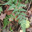 Asplenium adiantum-nigrum  L.Asplenium adiantum-nigrum  L.