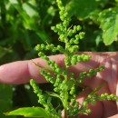 Chenopodium album L.Chenopodium album L.