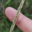 Sporobolus indicus (L.) R. Br.Sporobolus indicus (L.) R. Br.