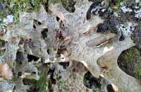 Lobaria pulmonaria (L) HoffmLobaria pulmonaria (L) Hoffm