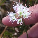 Allium ericetorum ThoreAllium ericetorum Thore