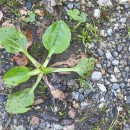 Plantago major  L.Plantago major  L.