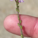 Verbena officinalis L.Verbena officinalis L.