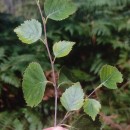 Betula celtiberica Rothm. & Vasc.Betula celtiberica Rothm. & Vasc.