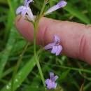 Lobelia urens L.Lobelia urens L.