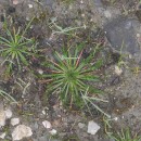 Plantago coronopus L.Plantago coronopus L.