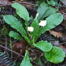 Primula vulgaris Huds.Primula vulgaris Huds.