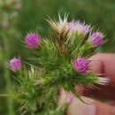 Carduus tenuiflorus CurtisCarduus tenuiflorus Curtis