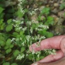 Holcus lanatus L.Holcus lanatus L.