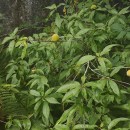 Prunus persica (L.) BatschPrunus persica (L.) Batsch