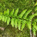 Asplenium obovatum Viv. subsp. billotii (F.W.Schultz) O.Bolòs, Vigo, Masalles & NinotAsplenium obovatum Viv. subsp. billotii (F.W.Schultz) O.Bolòs, Vigo, Masalles & Ninot