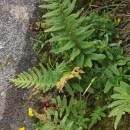 Polypodium interjectum ShivasPolypodium interjectum Shivas