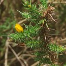 Ulex gallii Planch. subsp. galliiUlex gallii Planch. subsp. gallii