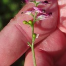 Fumaria capreolata L.Fumaria capreolata L.