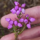 Erica cinerea L.Erica cinerea L.