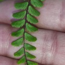 Asplenium trichomanes L. subsp. quadrivalens D.E. Mey.Asplenium trichomanes L. subsp. quadrivalens D.E. Mey.