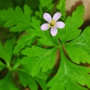 Geranium purpureum Vill.Geranium purpureum Vill.